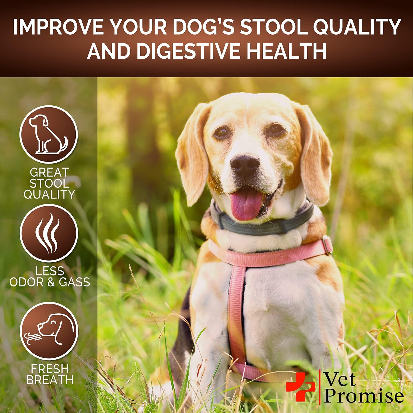 Great Poop Probiotics for Dogs - Stool Softener