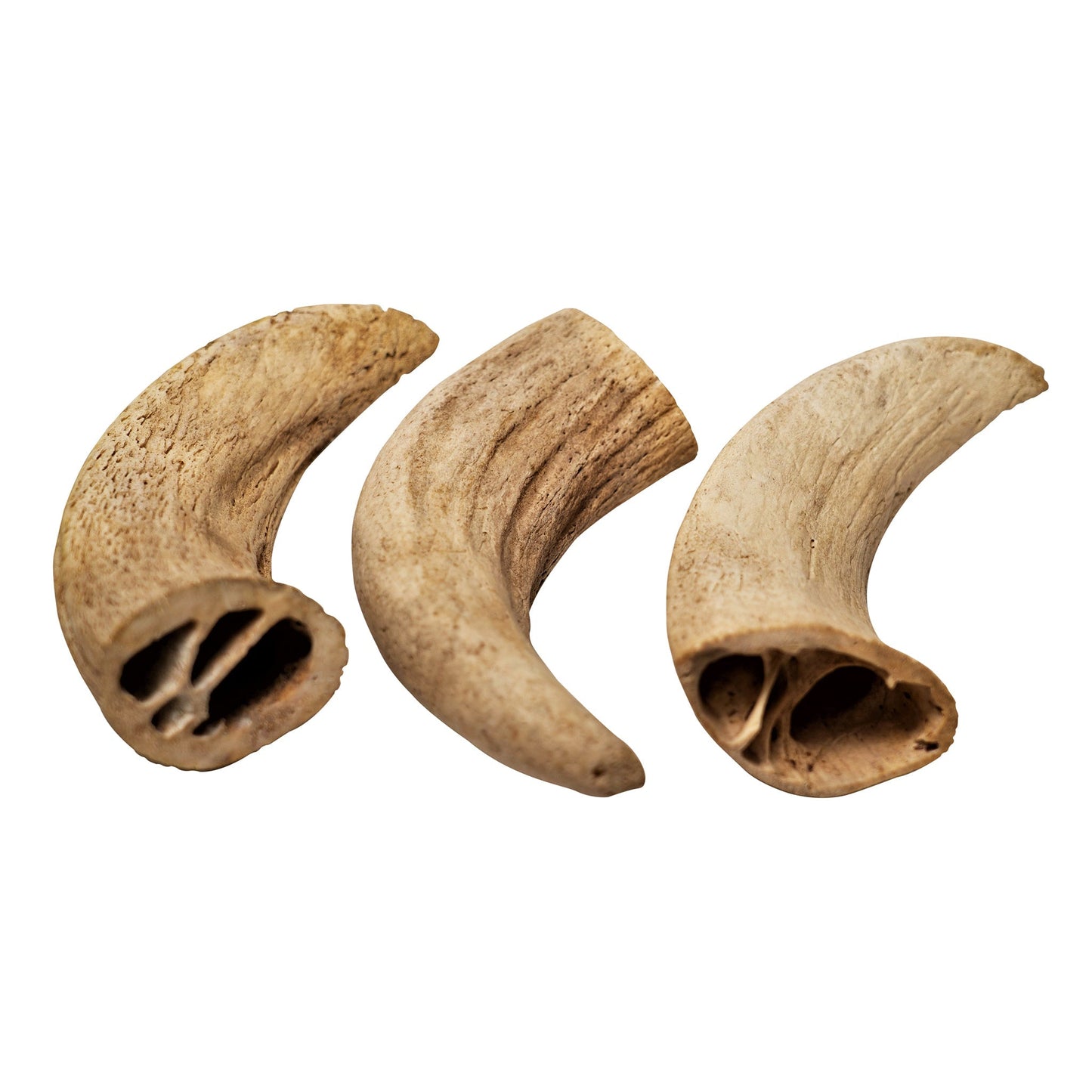 Water Buffalo Horn Core Dog Chews – 2 Count (10 oz) | Natural Long-Lasting Dental Treats