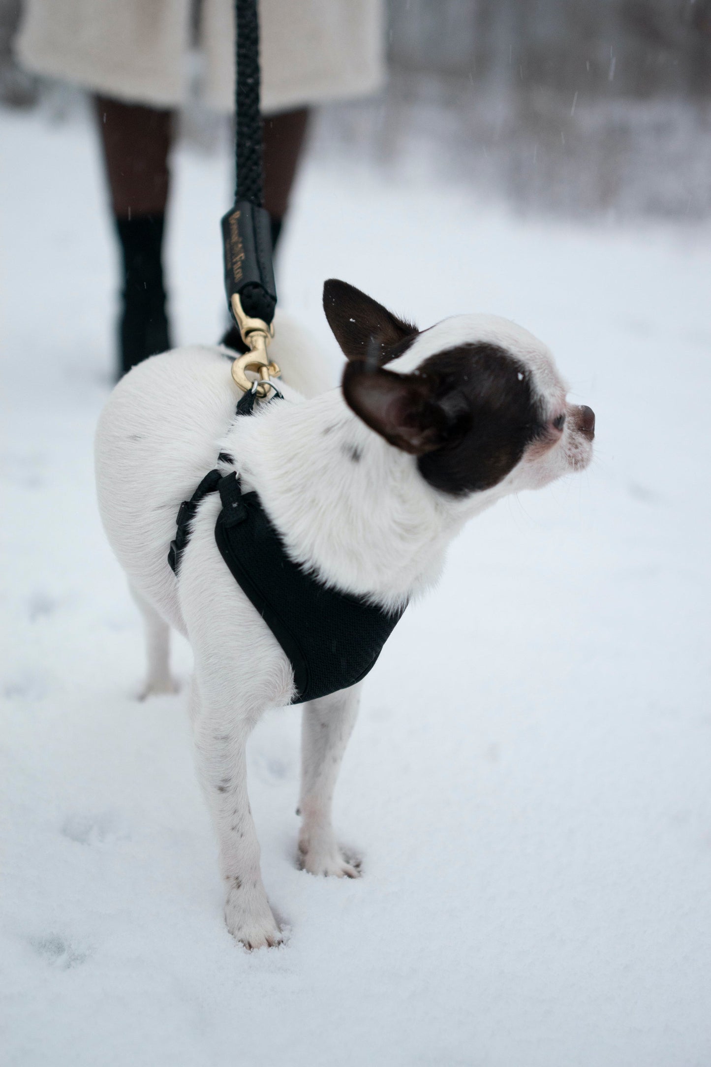 Bonne et Filou: Bundle Shearling Fur Grip + Rope Leash for Dogs
