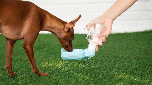 GF PET Water Foldout Bowl