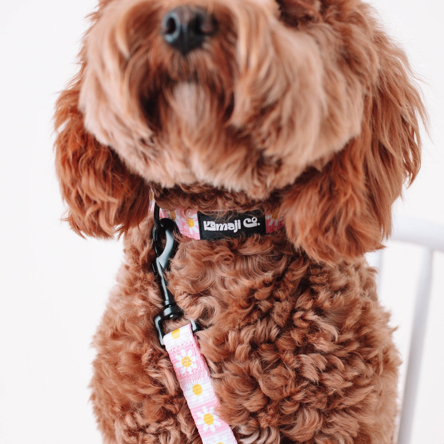 Precious Peach Daisy Collar