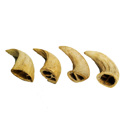 Water Buffalo Horn Core Dog Chews – 2 Count (10 oz) | Natural Long-Lasting Dental Treats