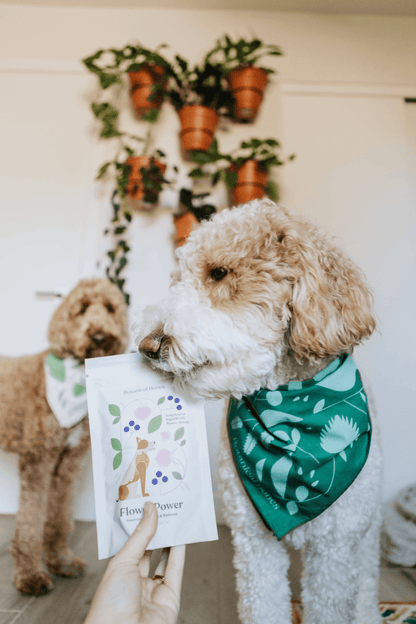 Flower Power Superfood Dog Treats for Immune Support and Longevity