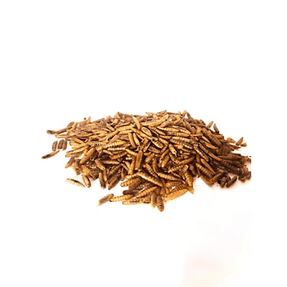 Premium Dried Black Soldier Fly Larvae for Reptiles and Aquatics