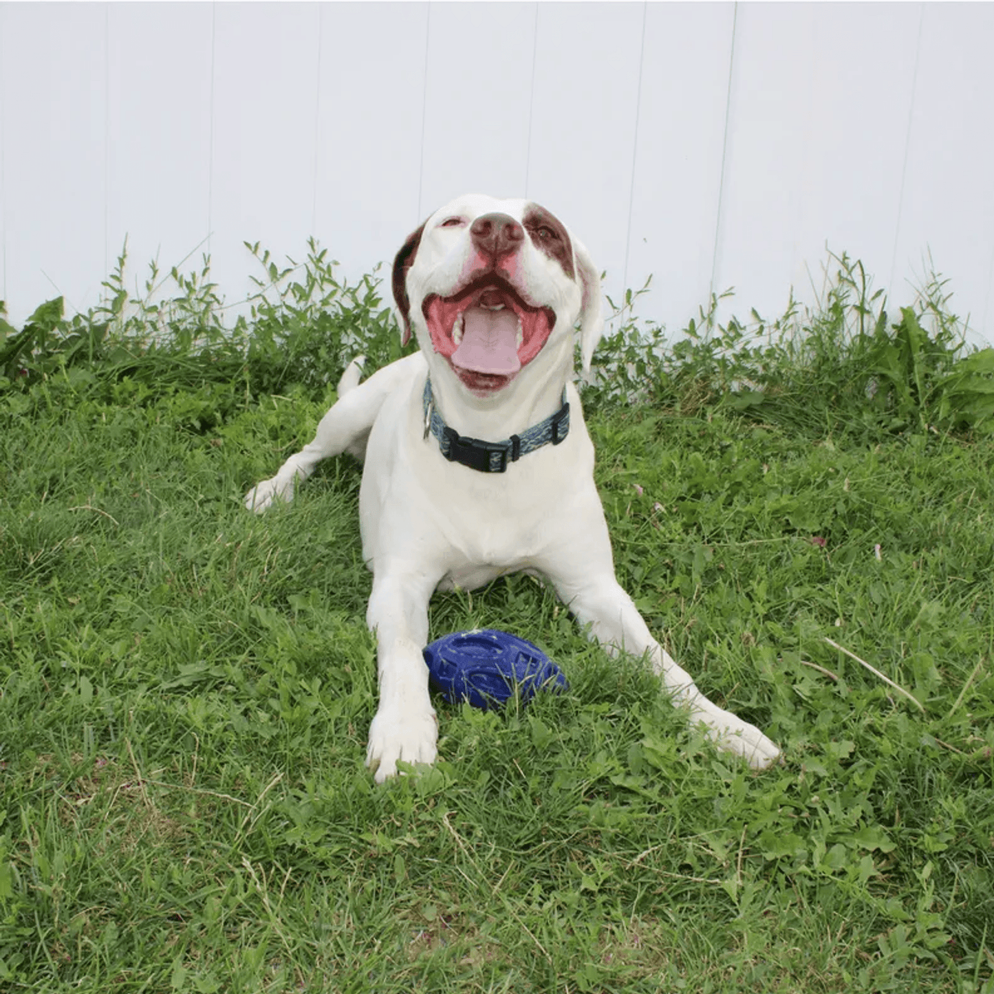 Durable Chewie Squeak Rubber Football for Dogs