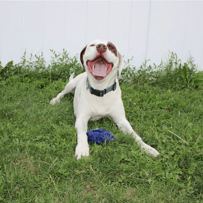 Durable Chewie Squeak Rubber Football for Dogs