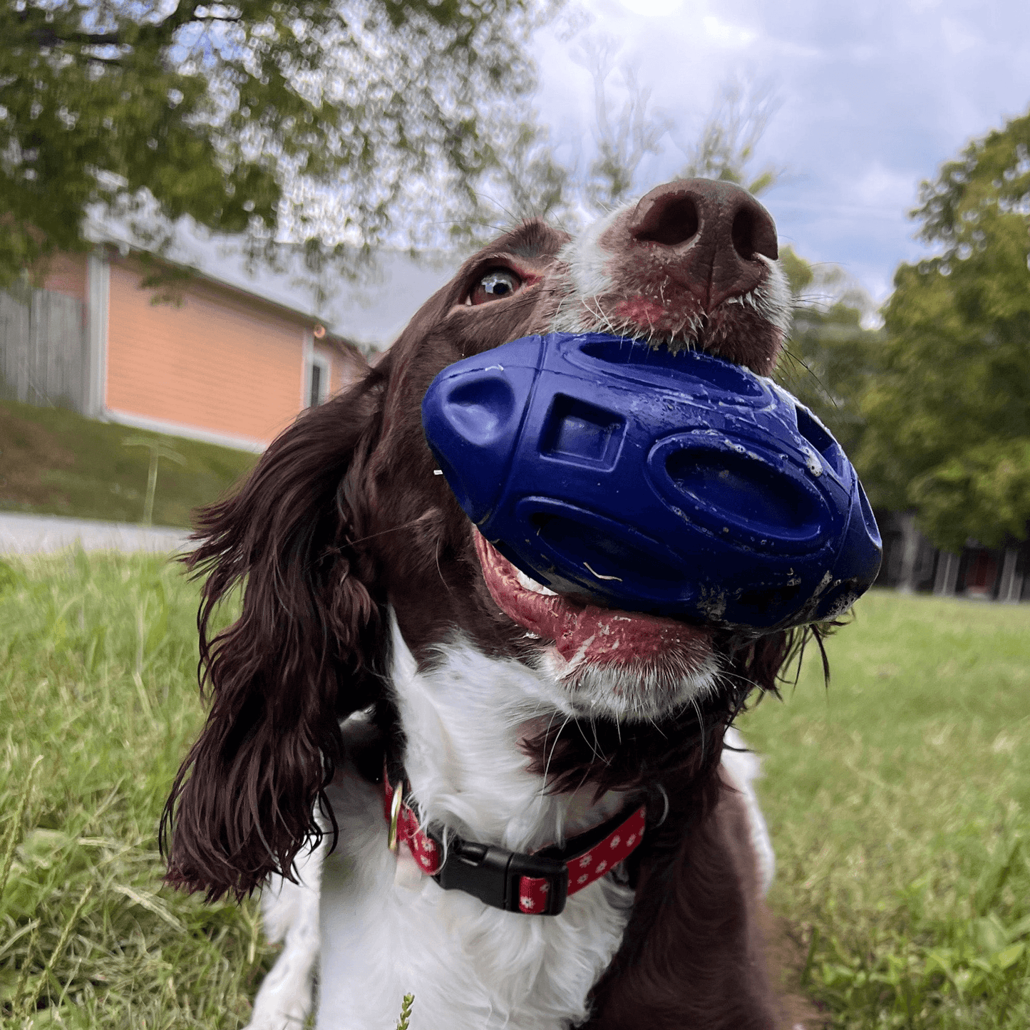 Durable Chewie Squeak Rubber Football for Dogs