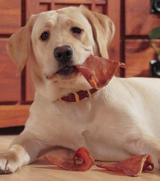 Pig Ears for Dogs - 10pcs
