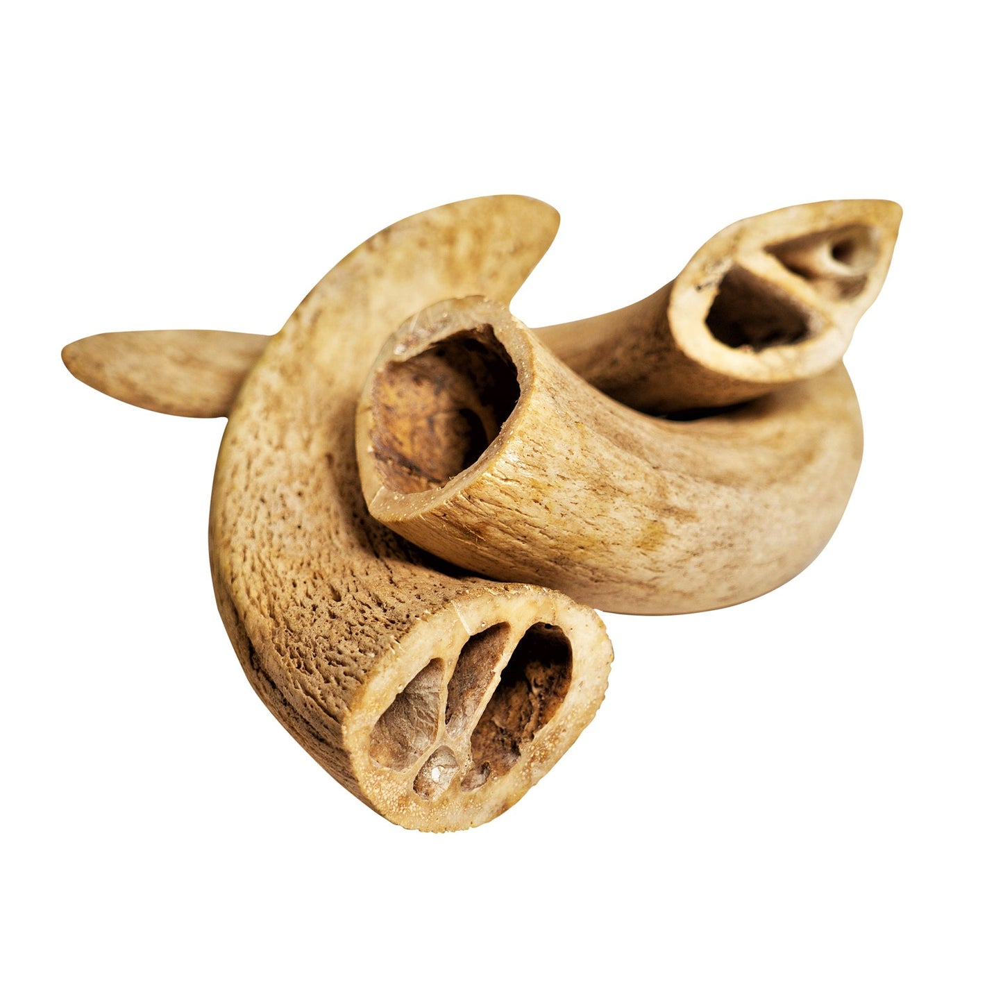Water Buffalo Horn Core Dog Chews – 2 Count (10 oz) | Natural Long-Lasting Dental Treats