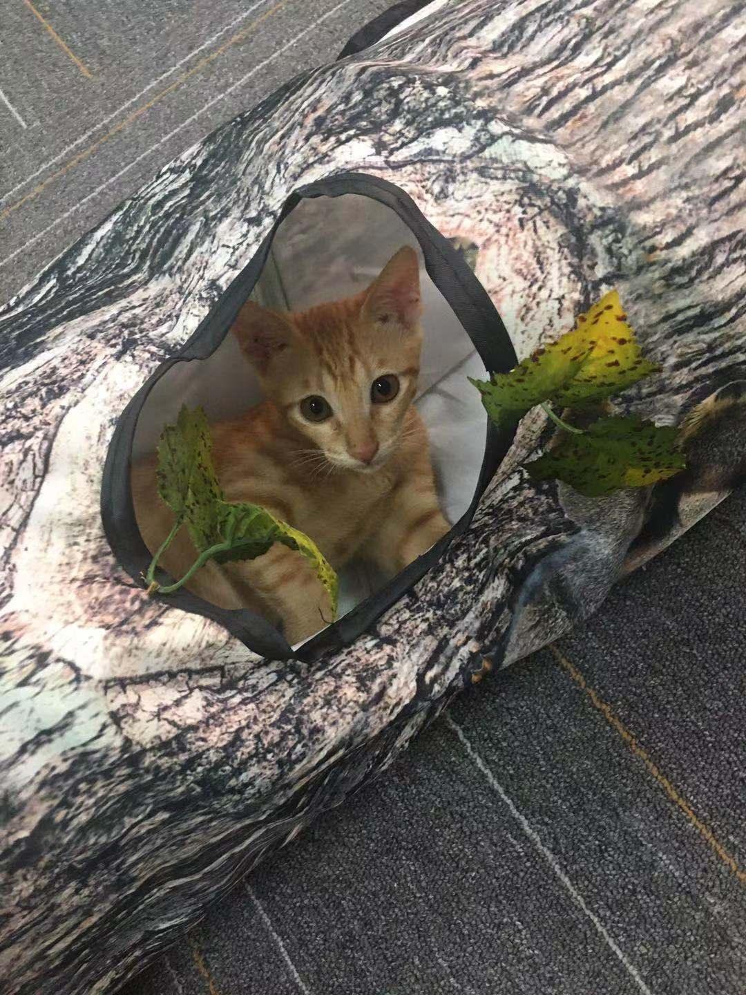 Three-Way Tree Pattern Tunnel For Cats