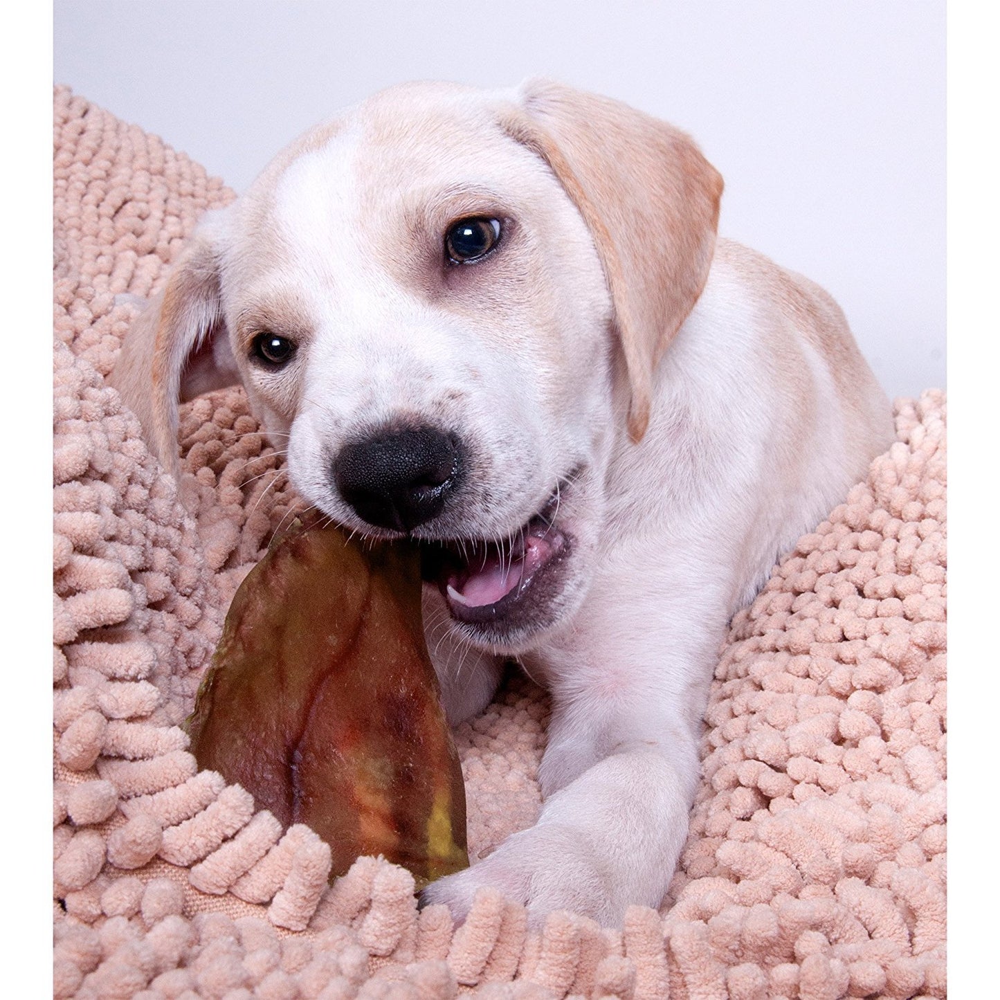 Pig Ears for Dogs - 10pcs