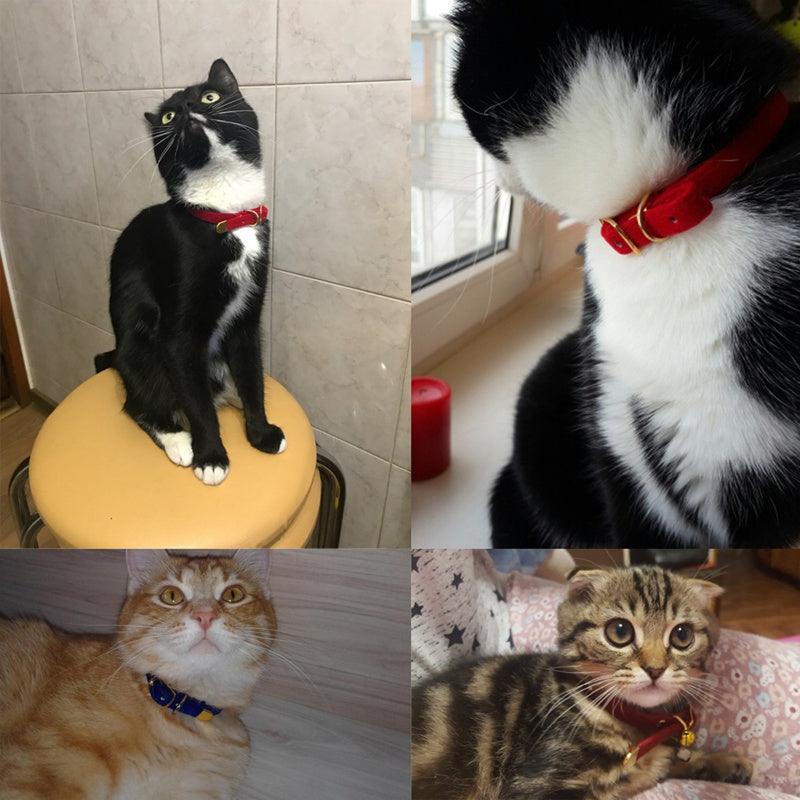 Luxurious Flocked Cat Collar