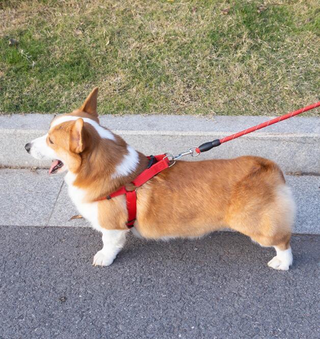 Reflective Pet Leash And Collar Set
