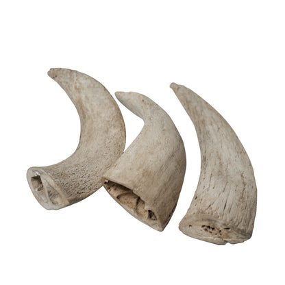 Water Buffalo Horn Core Dog Chews – 2 Count (10 oz) | Natural Long-Lasting Dental Treats