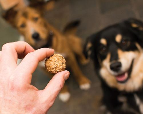 Original Beer Biscuits Peanut Butter Flavor for Dogs