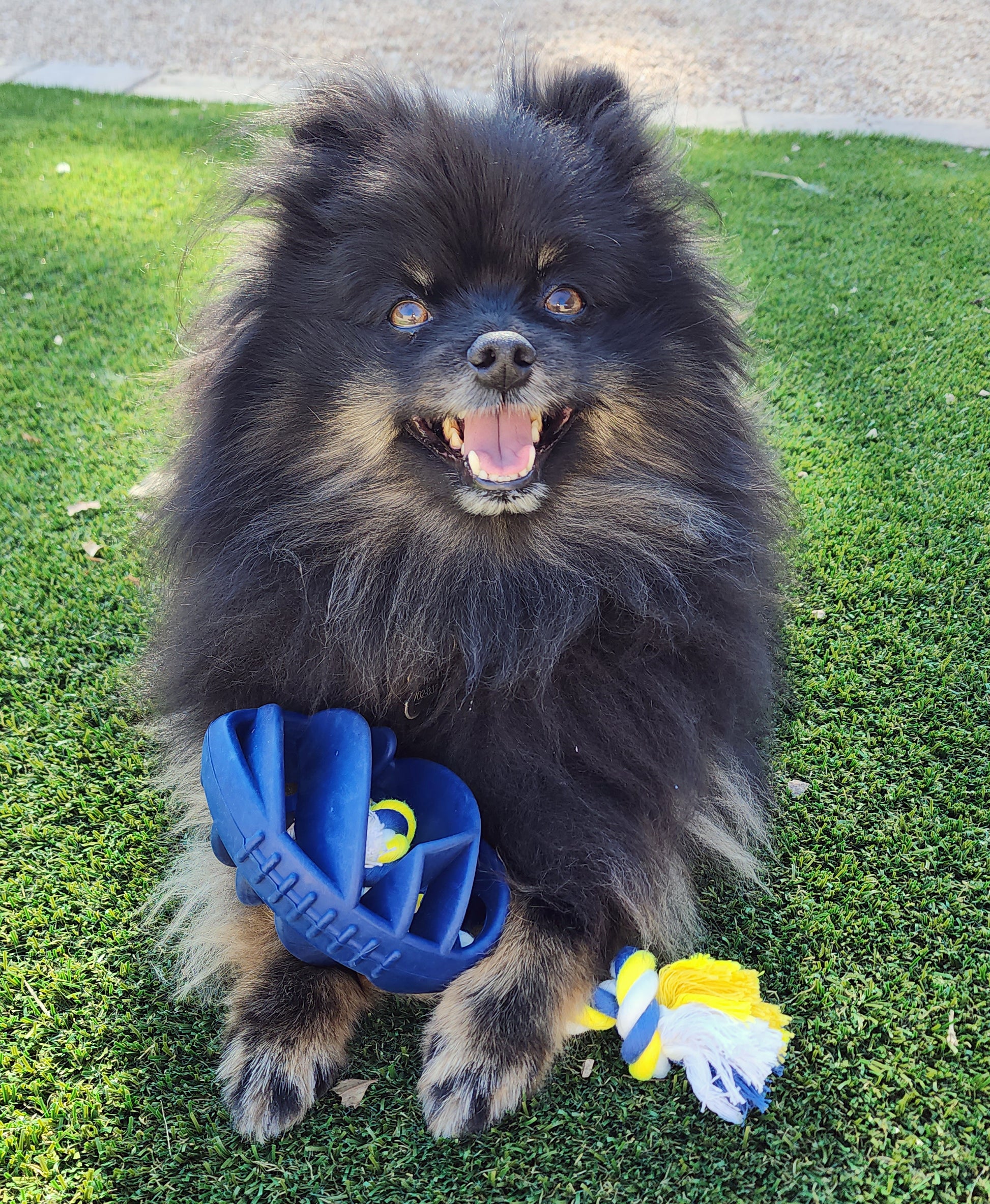 The Petriot Rubber Football Dog Chew Toy with Tug Rope – Durable Interactive Play Toy for Dogs