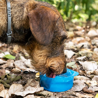 Pettap - 2-in-1 bottle with water and food containers for pets