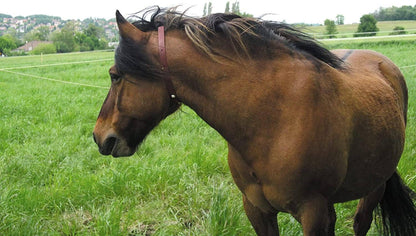 ALZOO Herbal Horse Collar – Effective Insect Repellent