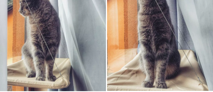Cat Window Bed Hammock Perch with Strong Suction Cups | The PetRiot