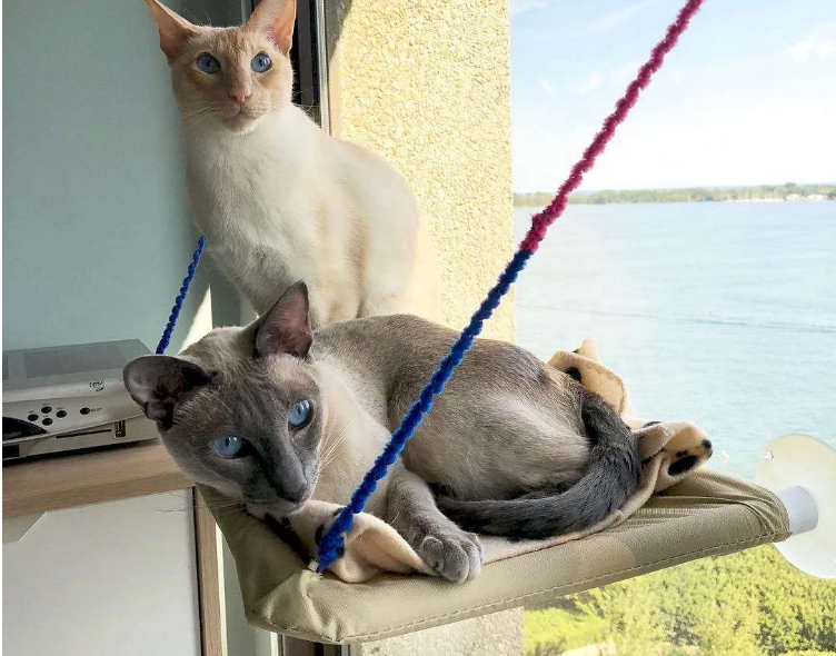 Cat Window Bed Hammock Perch with Strong Suction Cups | The PetRiot