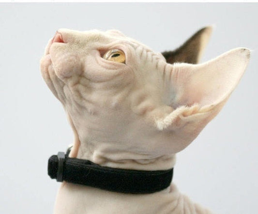 Soft Black Velvet Cat Collar