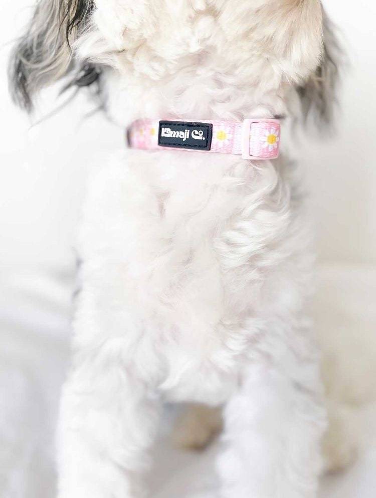 Precious Peach Daisy Collar