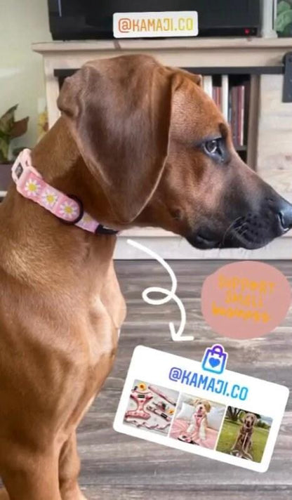 Precious Peach Daisy Collar