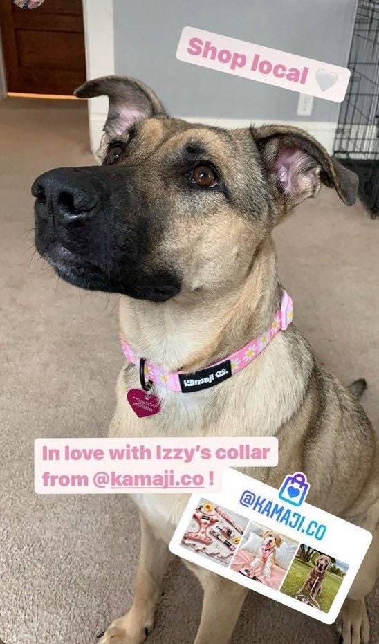 Precious Peach Daisy Collar